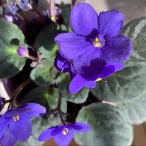 Meet your Posher, Sigourney